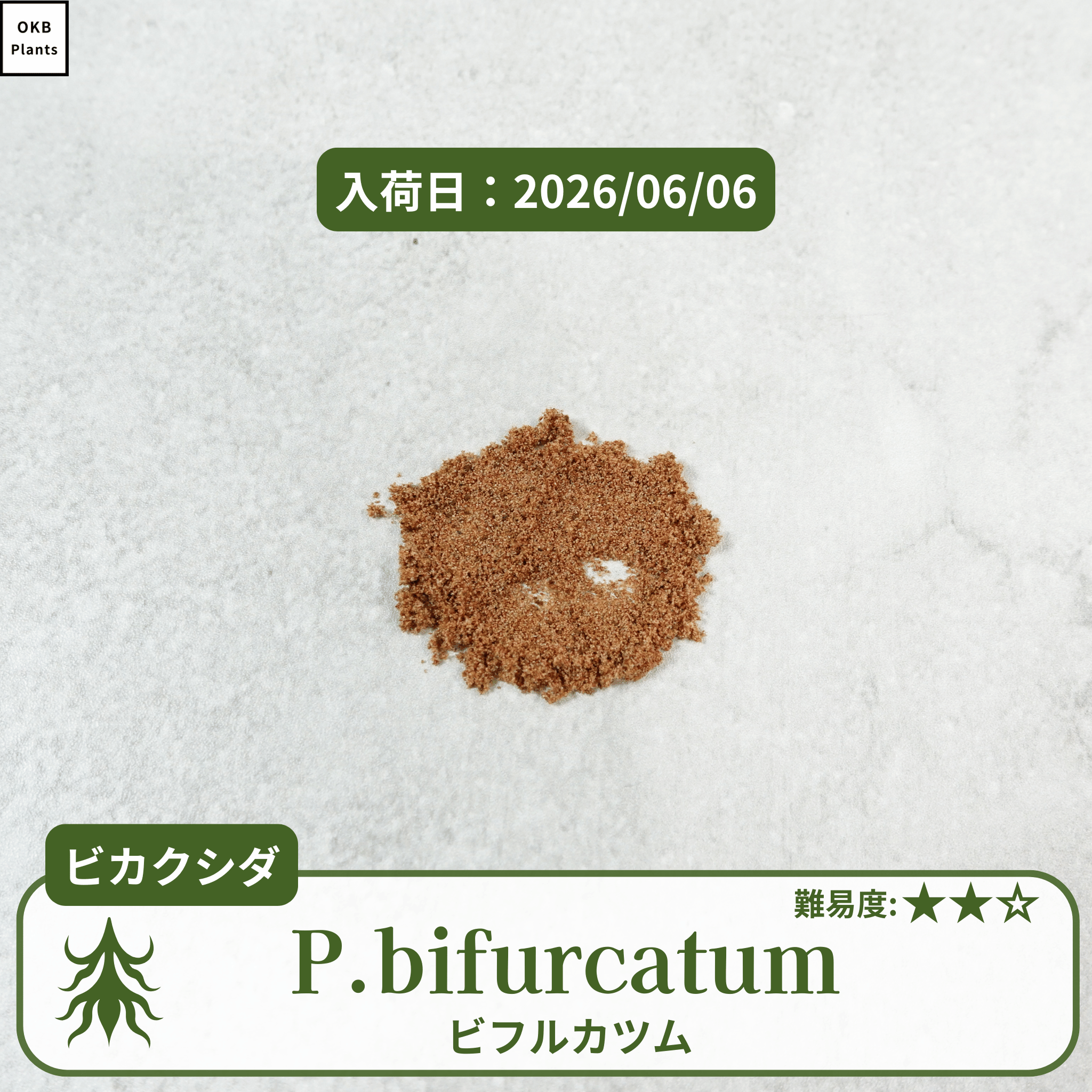ビフルカツム ビカクシダの胞子  0.25ml