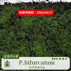 ビカクシダビフルカツム(P.bifurcatum)の前葉体