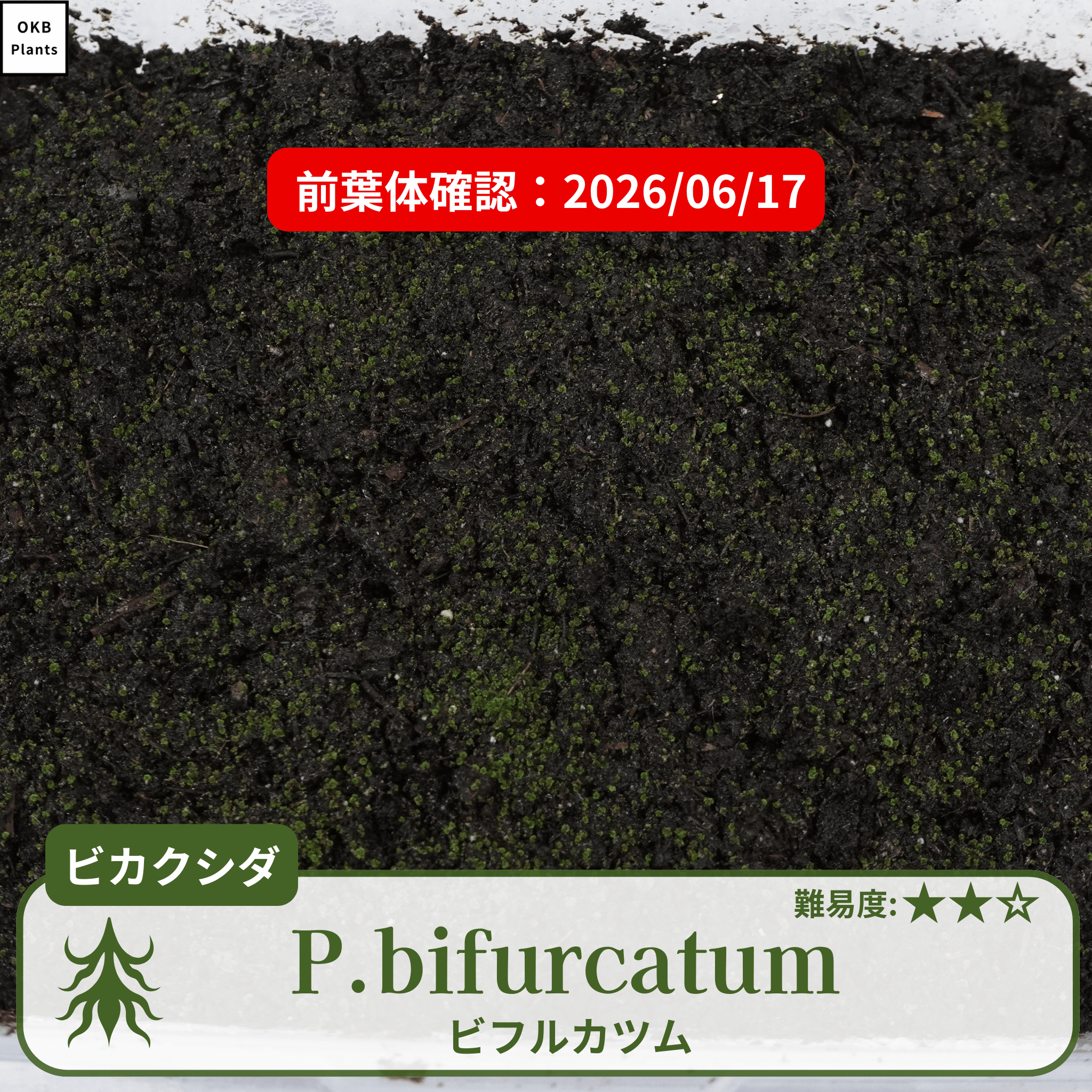 ビフルカツム ビカクシダの胞子  0.25ml