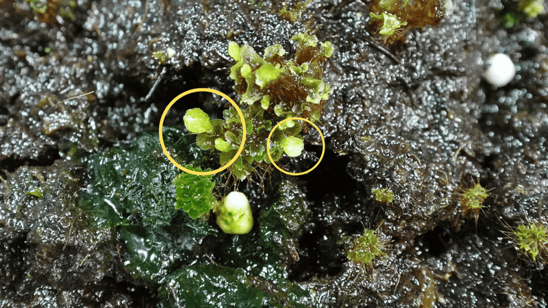 ビカクシダ グランデの胞子 0.25ml (Platycerium grande) – OKB Plants
