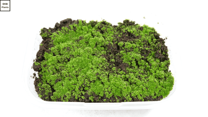ビカクシダ リドレイの胞子 0.25ml (Platycerium ridleyi) – OKB Plants