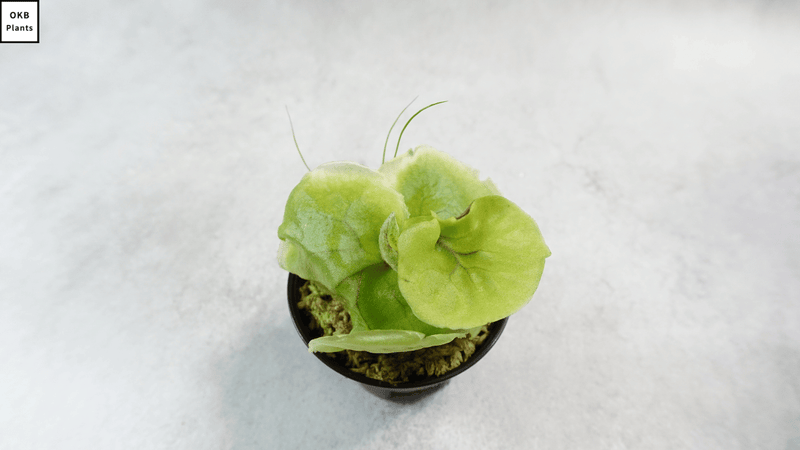 ビカクシダ グランデの胞子 0.25ml (Platycerium grande) – OKB Plants