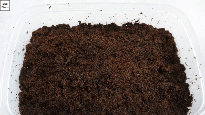 ビカクシダ グランデの胞子 0.25ml (Platycerium grande) – OKB Plants