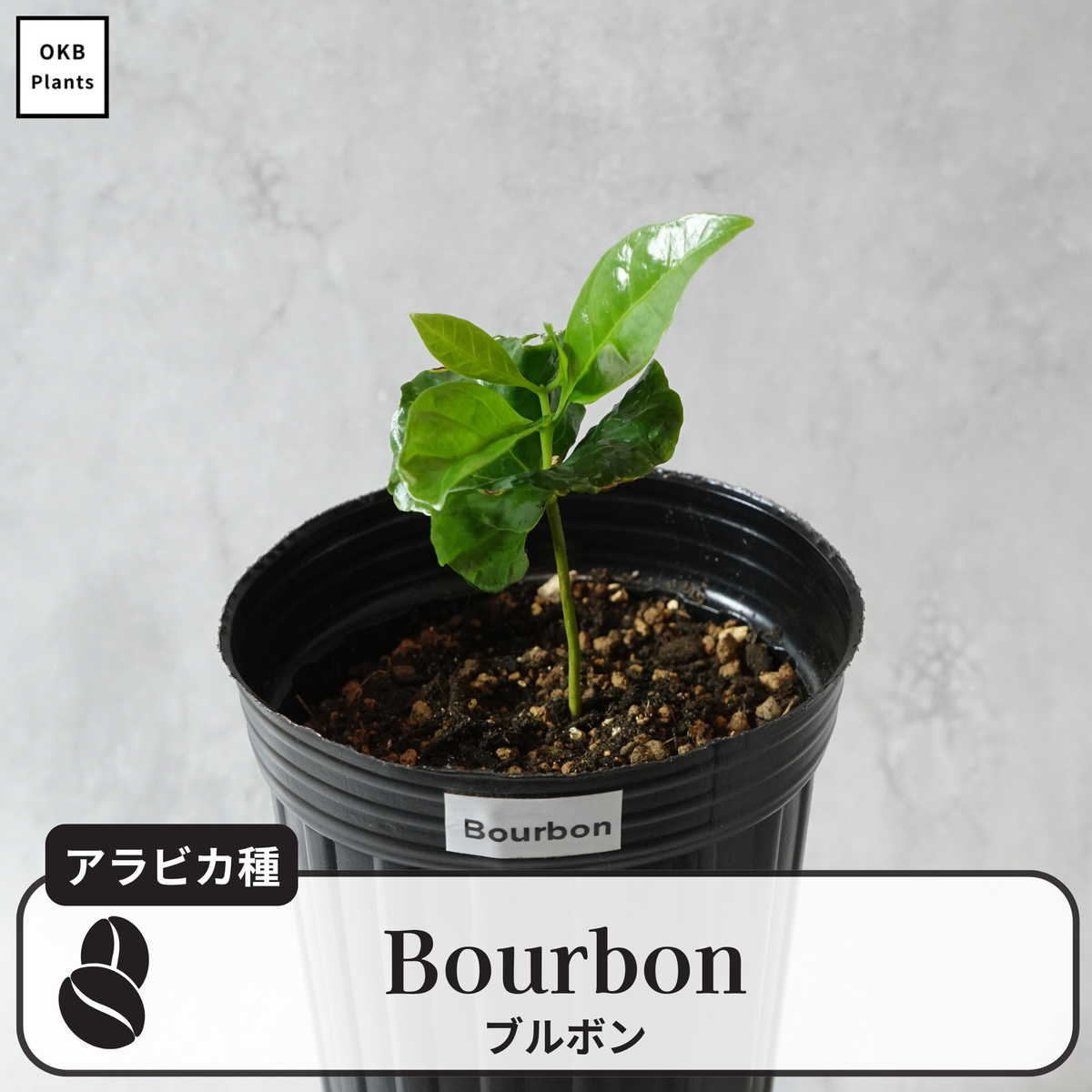 bourbon.png?v=1769601445&width bourbon.png?v=1769601445&width