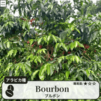 ブルボン品種 コーヒーの木の種子 10粒