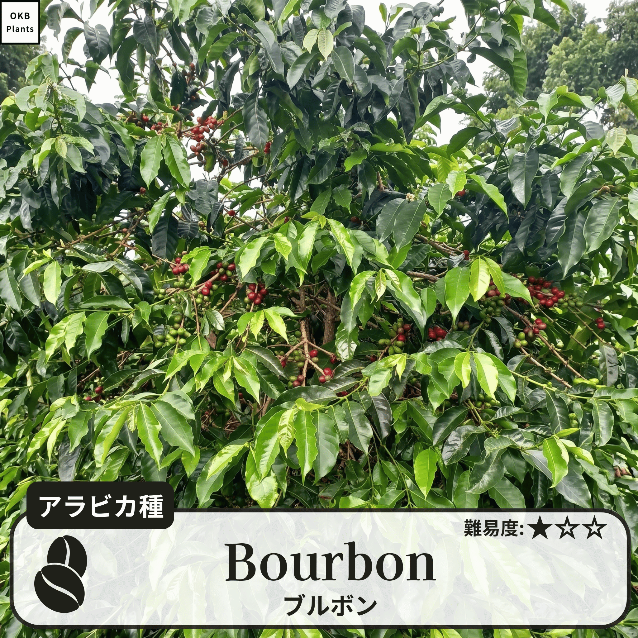 ブルボン品種 コーヒーの木の種子 10粒