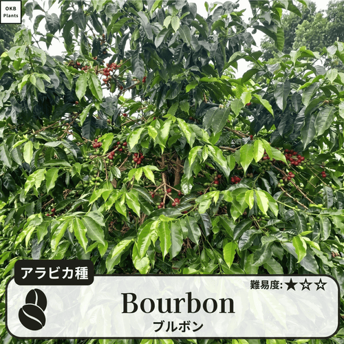 ブルボン(Bourbon)のコーヒーの木
