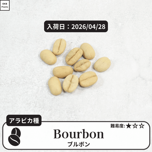 ブルボン(Bourbon)のコーヒーの木種子
