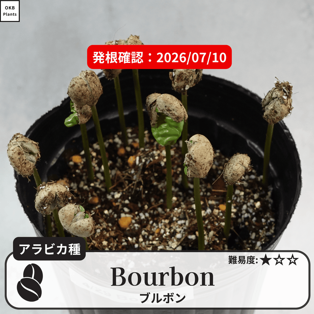 ブルボン品種 コーヒーの木の種子 10粒