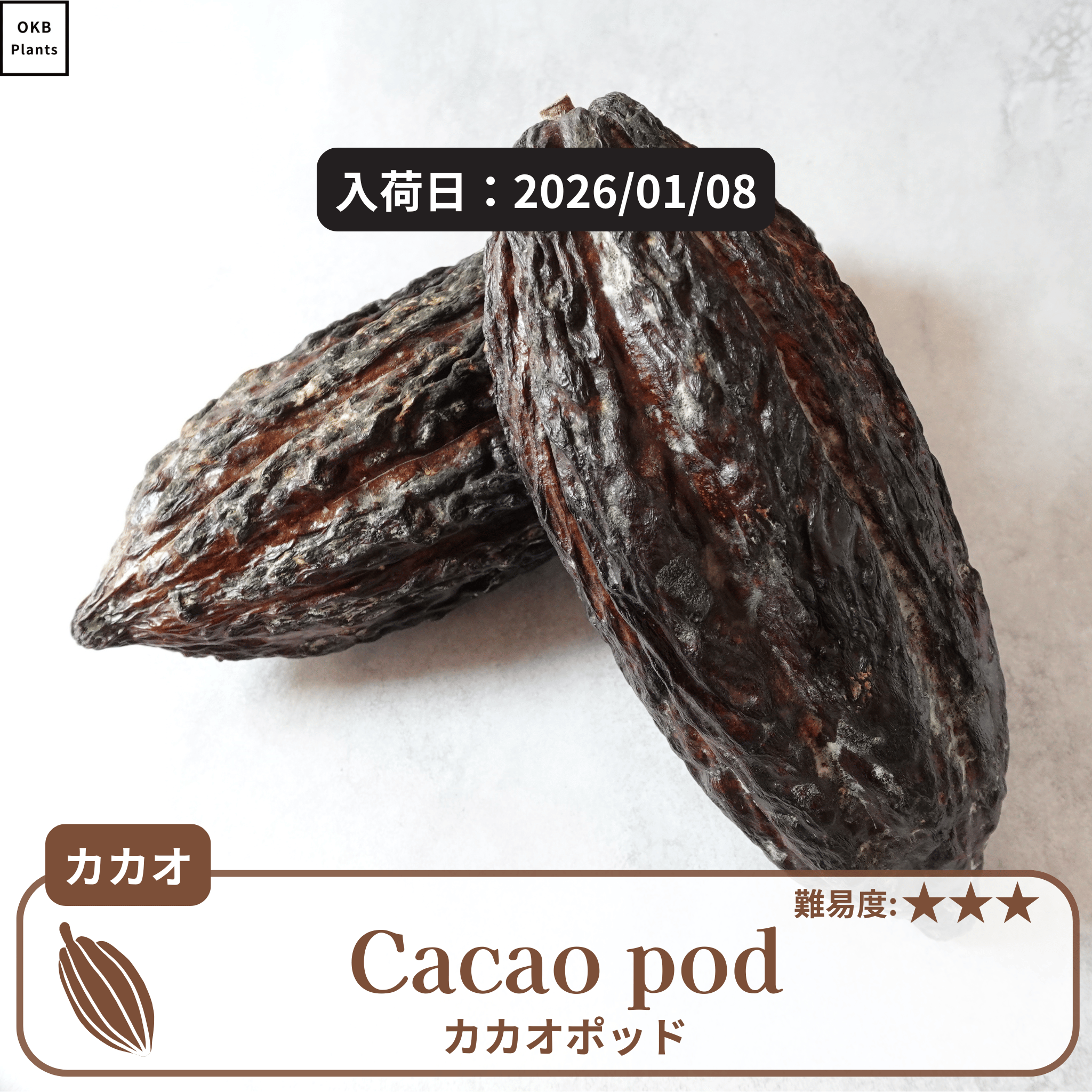 カカオポッド(cacaopod)