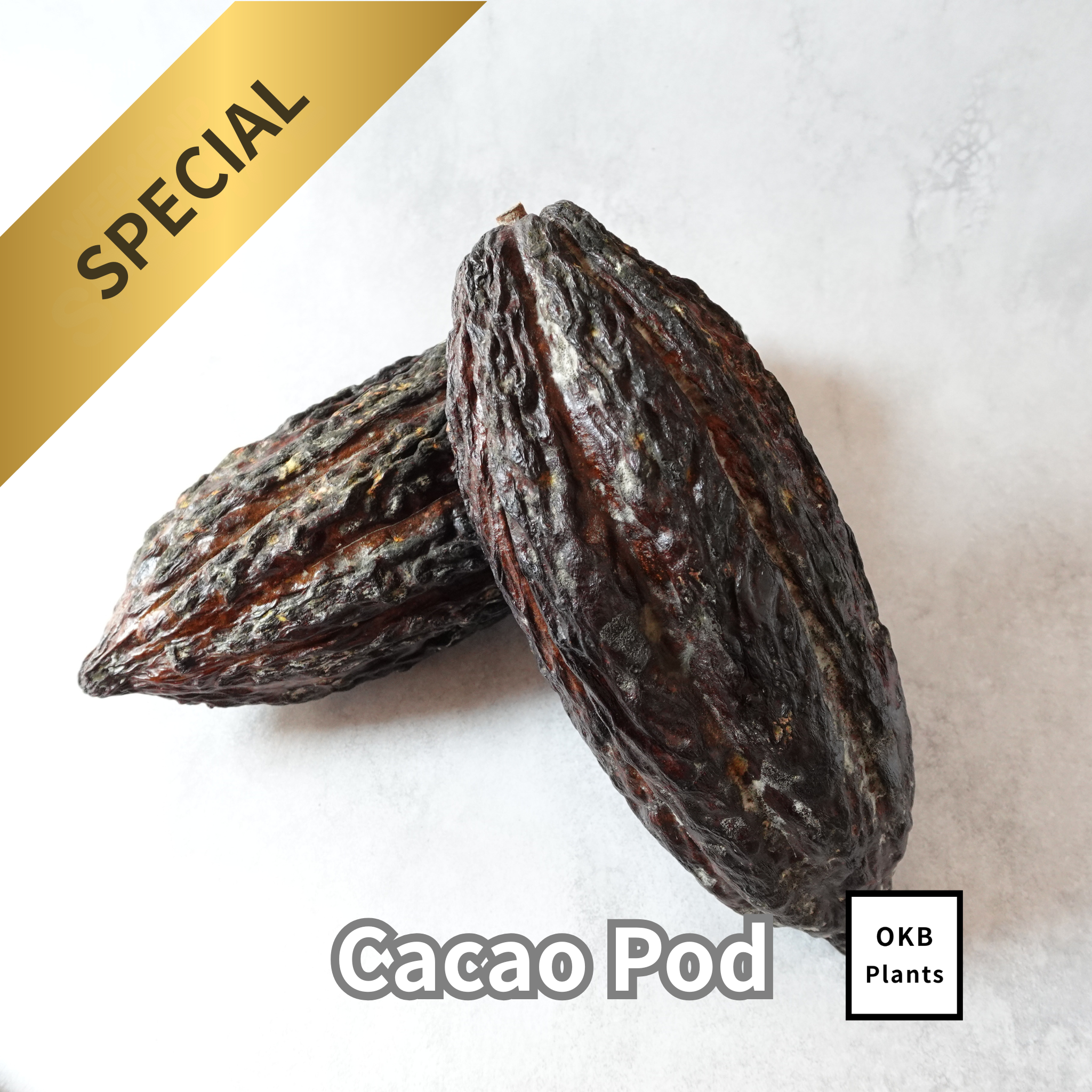 発芽用カカオポッド