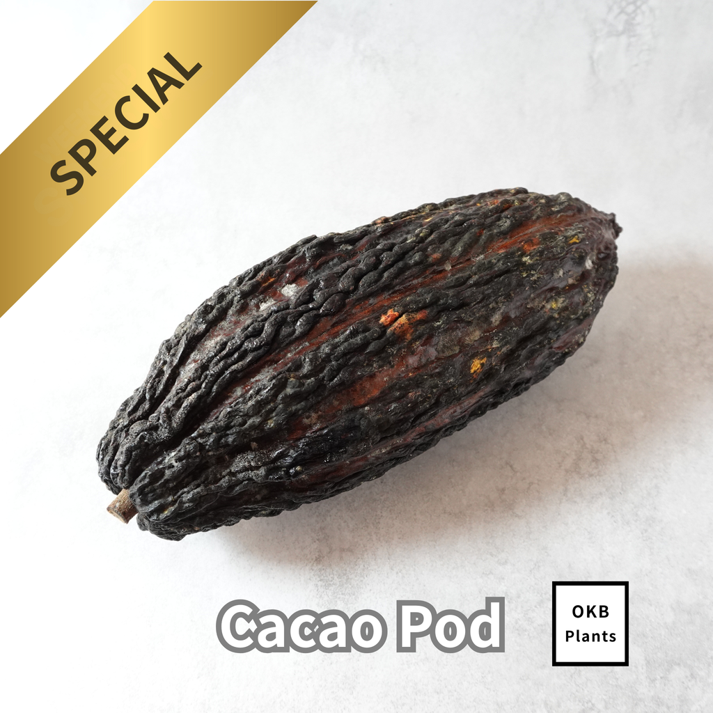 発芽用カカオポッド