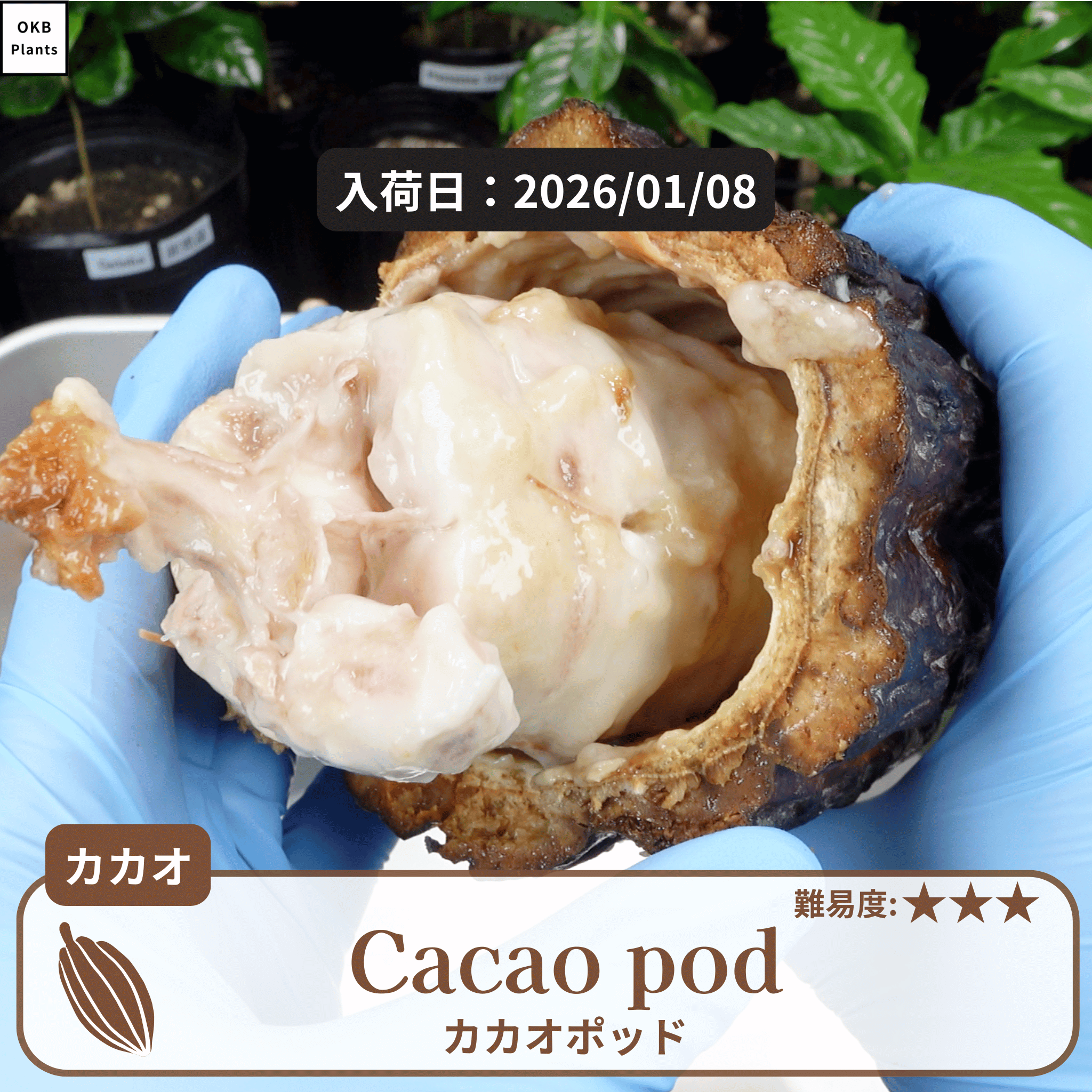 カカオポッド(cacaopod)の中身