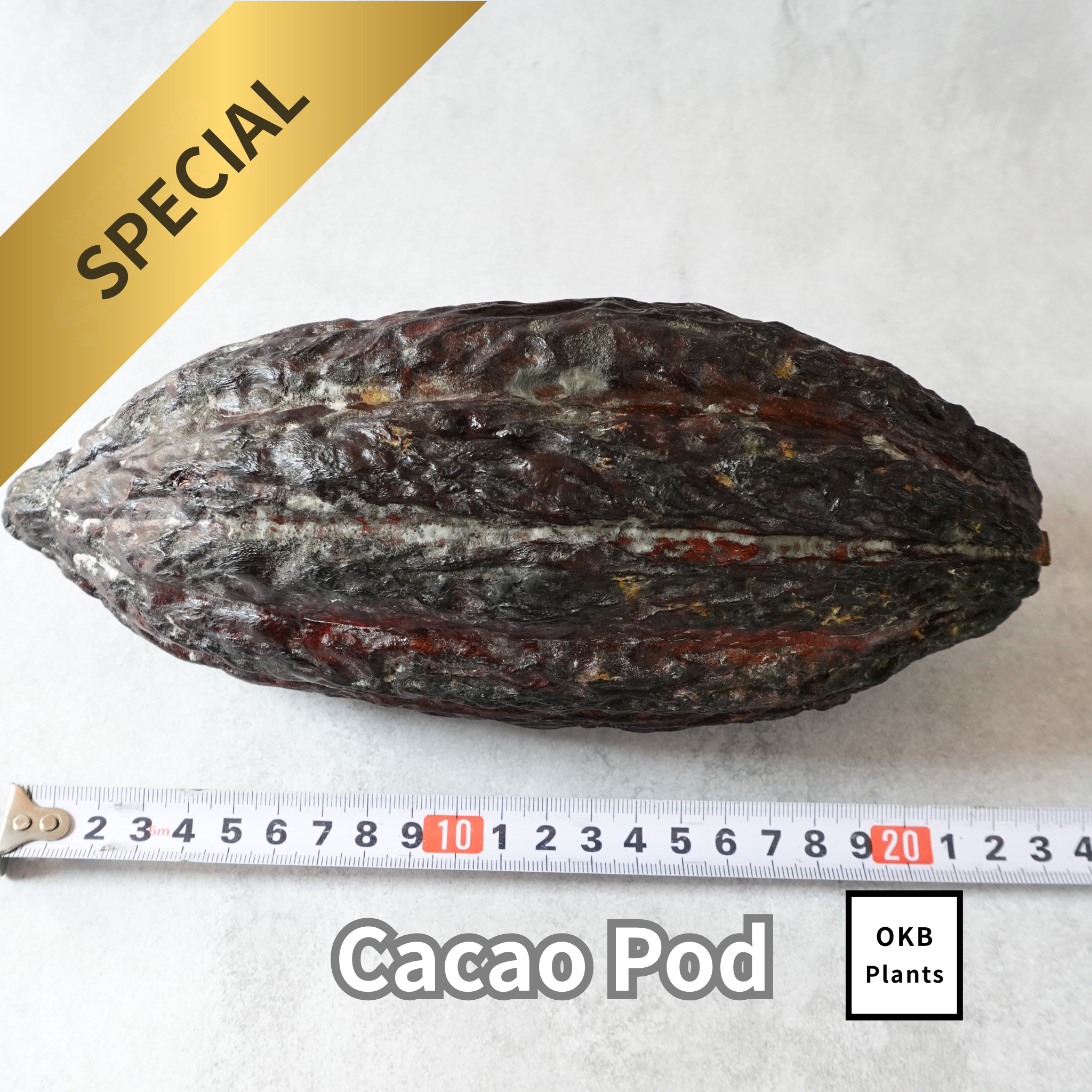 発芽用カカオポッド