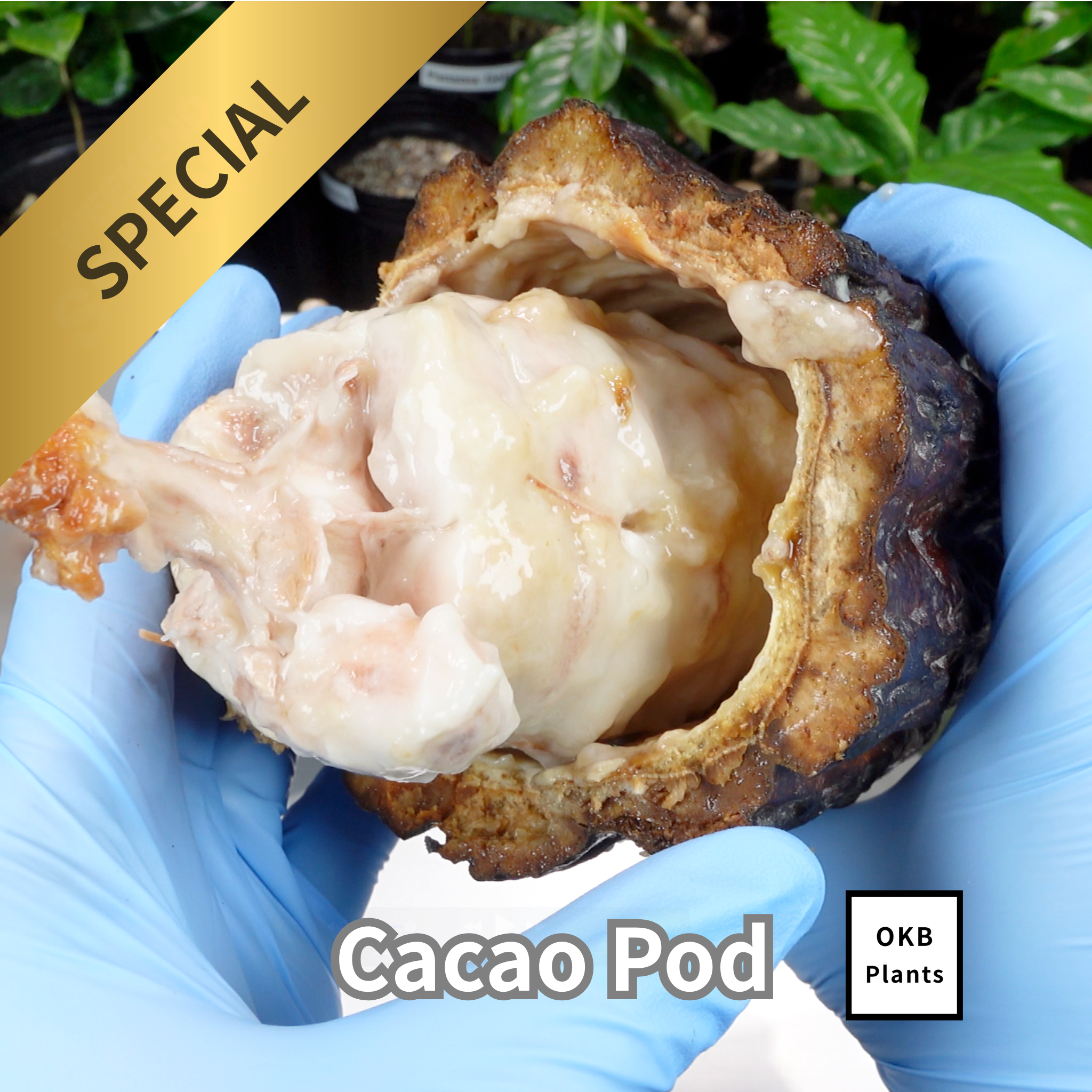 発芽用カカオポッド
