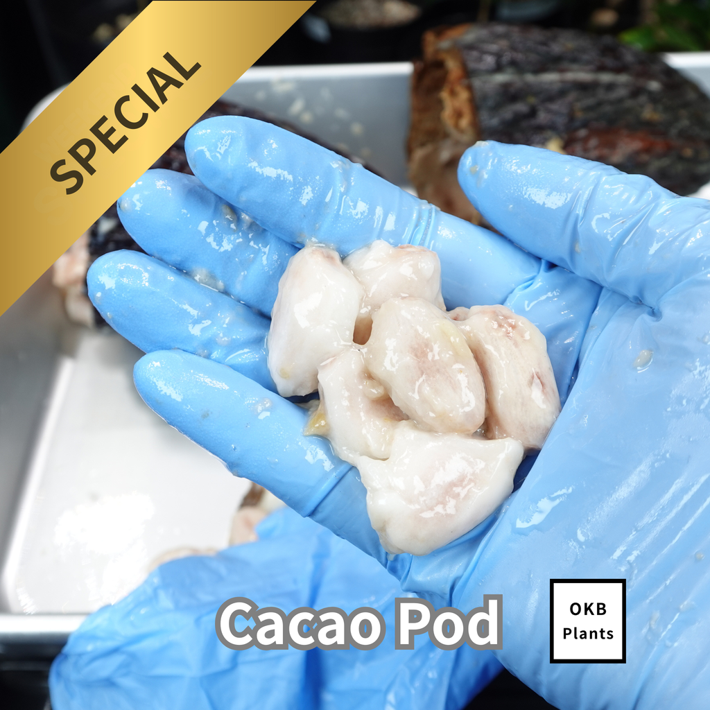 発芽用カカオポッド