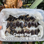 発芽用カカオポッド