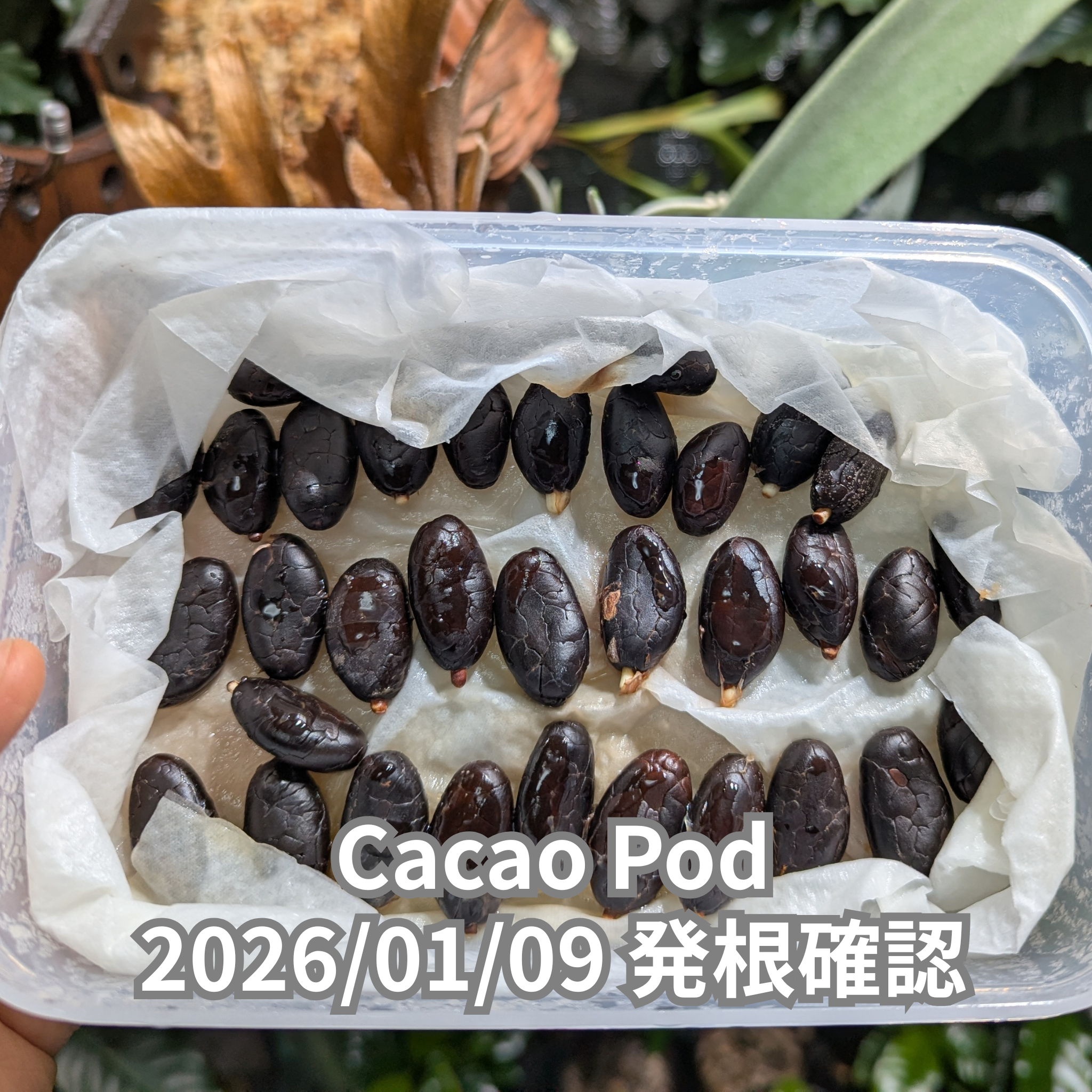 発芽用カカオポッド