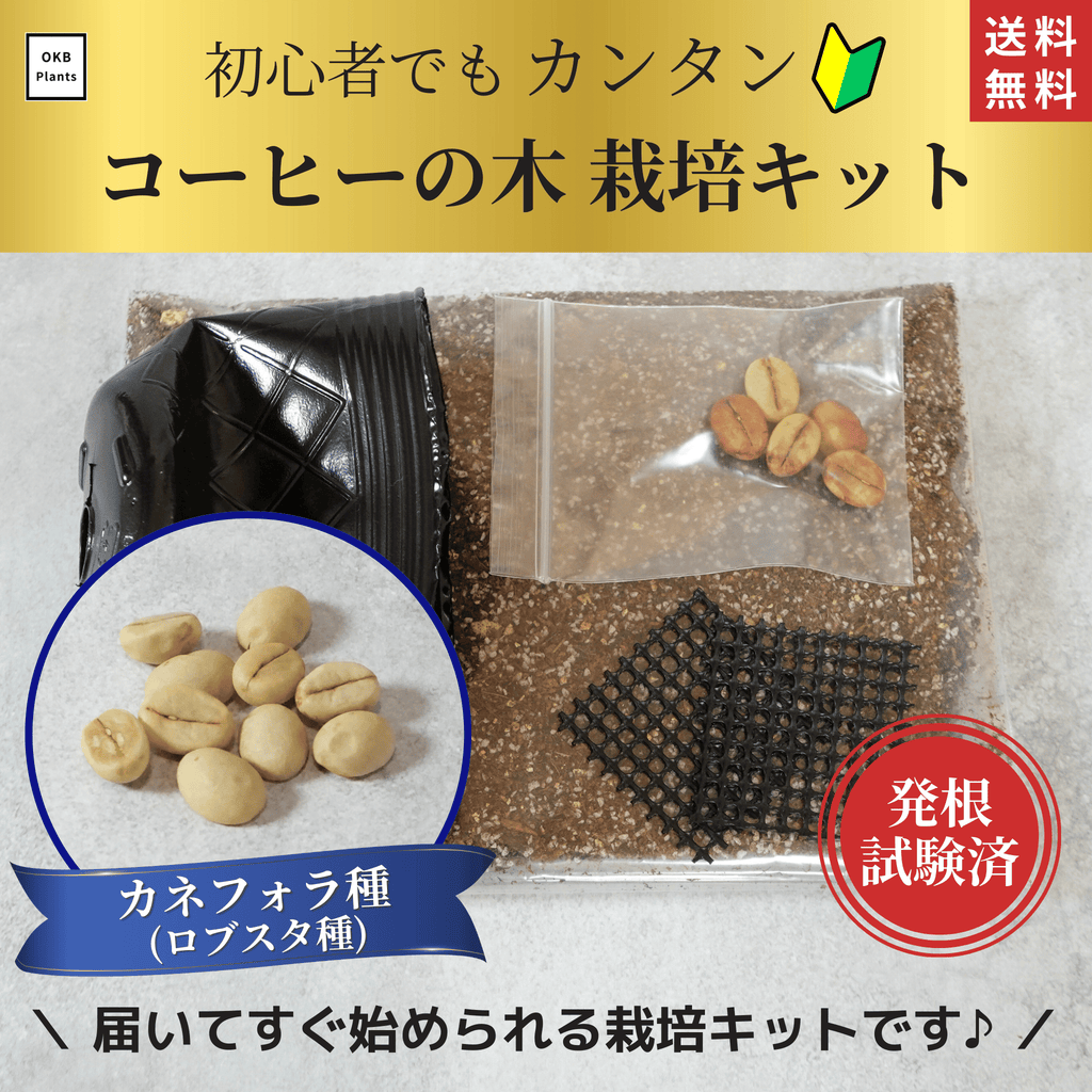 カネフォラ(ロブスタ)種コーヒーの木栽培キット