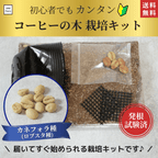 カネフォラ(ロブスタ)種コーヒーの木栽培キット