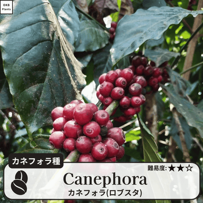 カネフォラ種(ロブスタ) コーヒーの木の種子 10粒