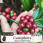 カネフォラ、ロブスタ(canephora, robust)の木