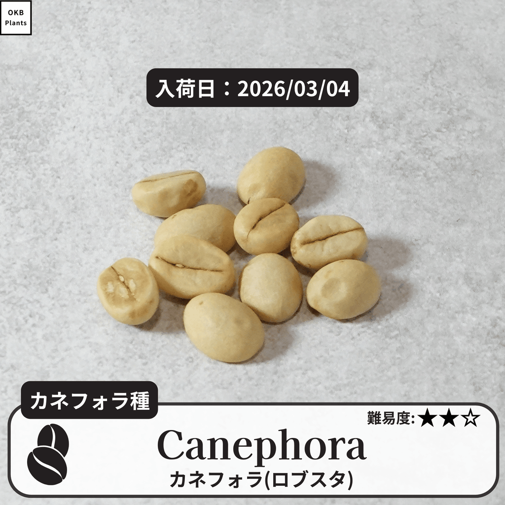 カネフォラ、ロブスタ(canephora, robust)の種子