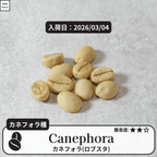 カネフォラ、ロブスタ(canephora, robust)の種子
