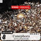 カネフォラ、ロブスタ(canephora, robust)の発根確認