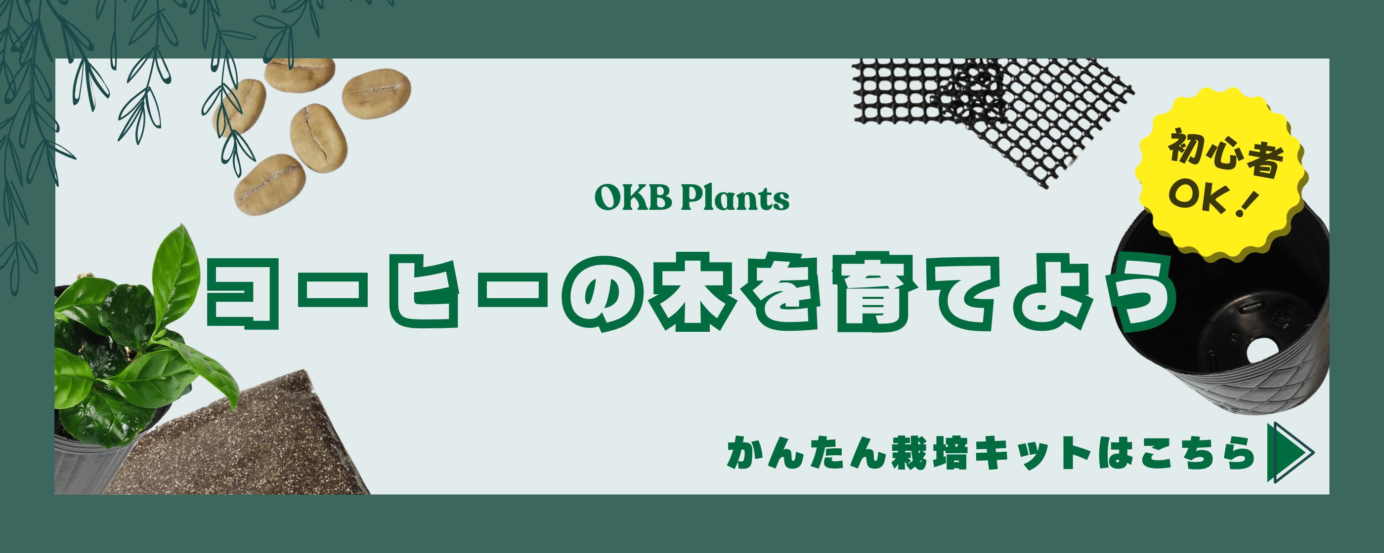コーヒーの木を育てよう。初心者向けのコーヒー栽培キットのご紹介。