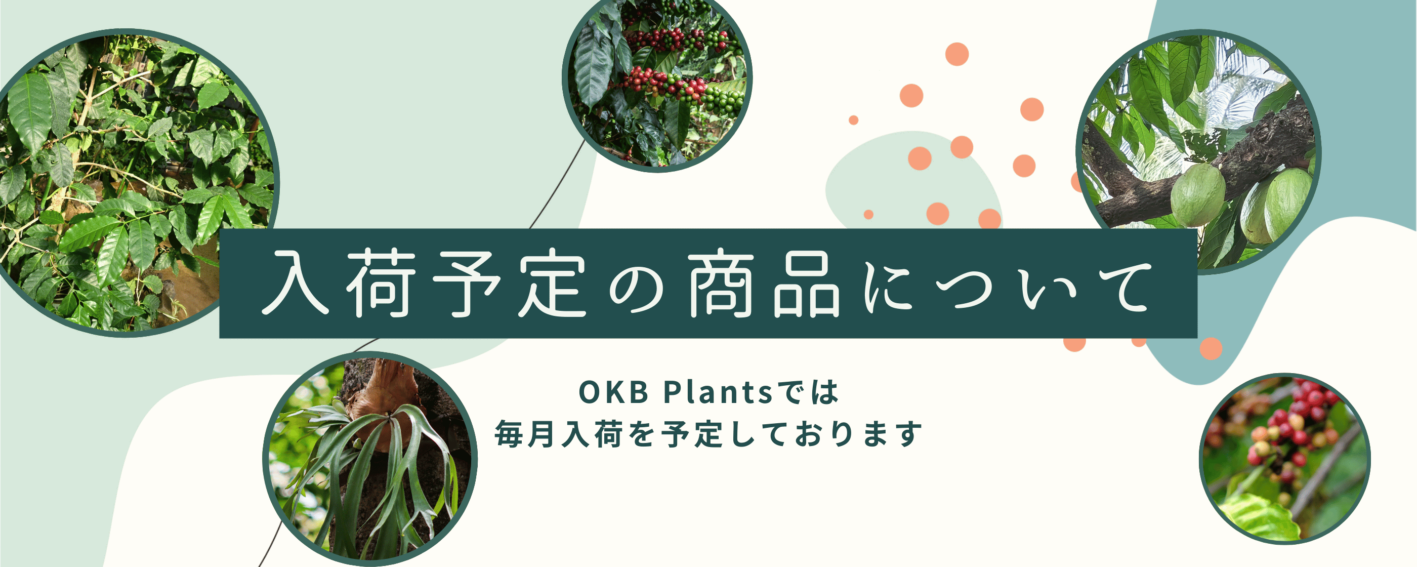 コーヒーの木を育てよう。初心者向けのコーヒー栽培キットのご紹介。