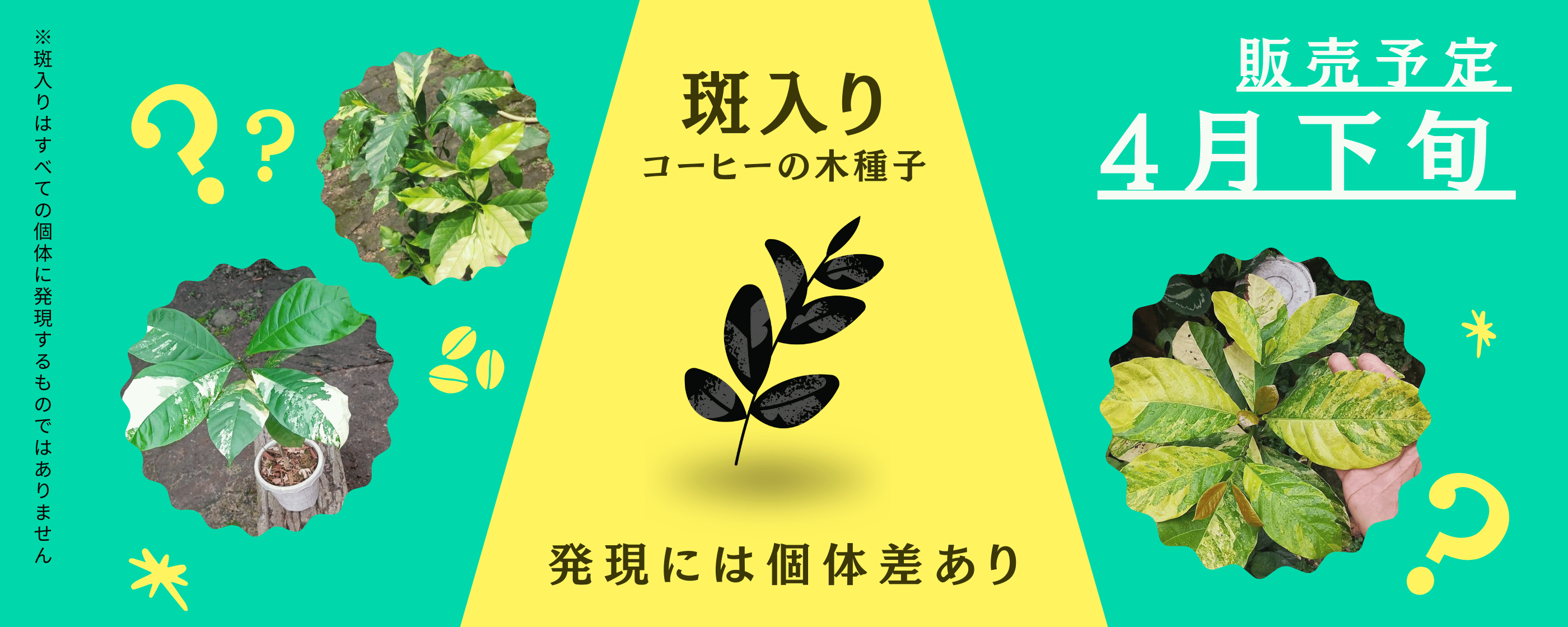 斑入りのコーヒーの木の種子