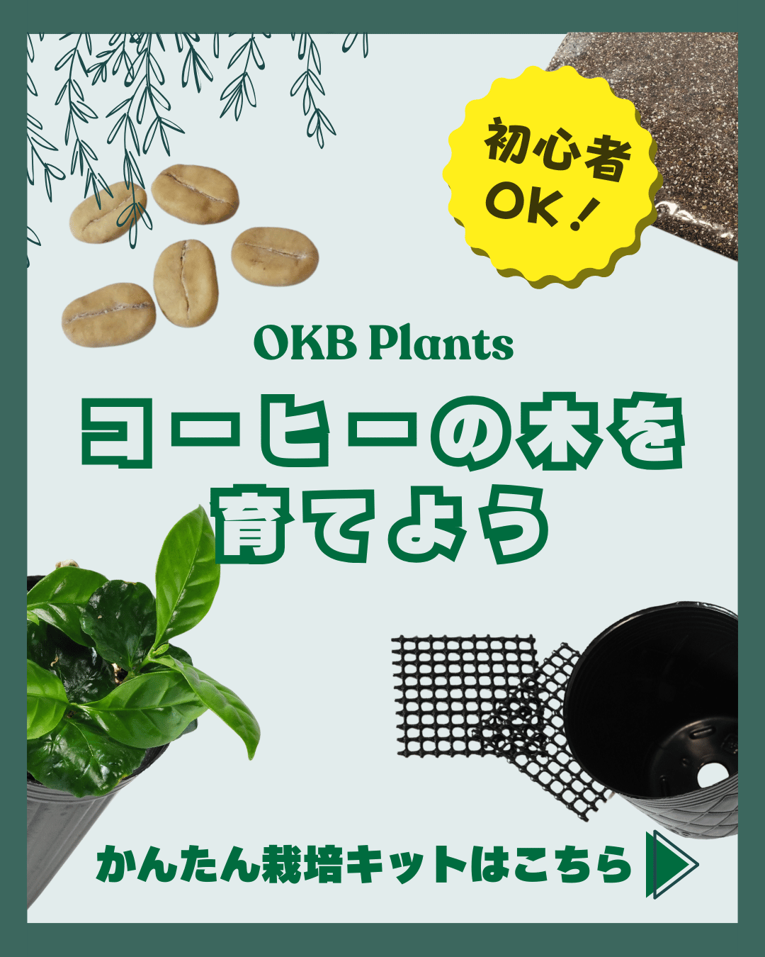 コーヒーの木を育てよう。初心者向けのコーヒー栽培キットのご紹介。