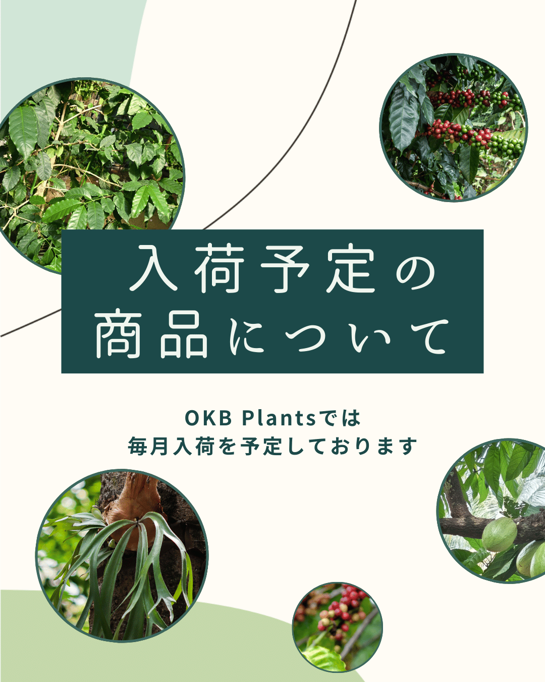 入荷予定の商品について