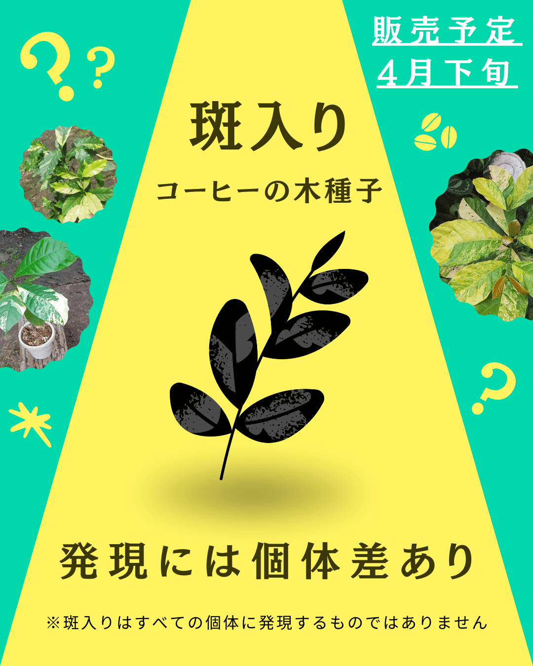 斑入りのコーヒーの木の種子