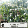カスティージョ(castillo)の木