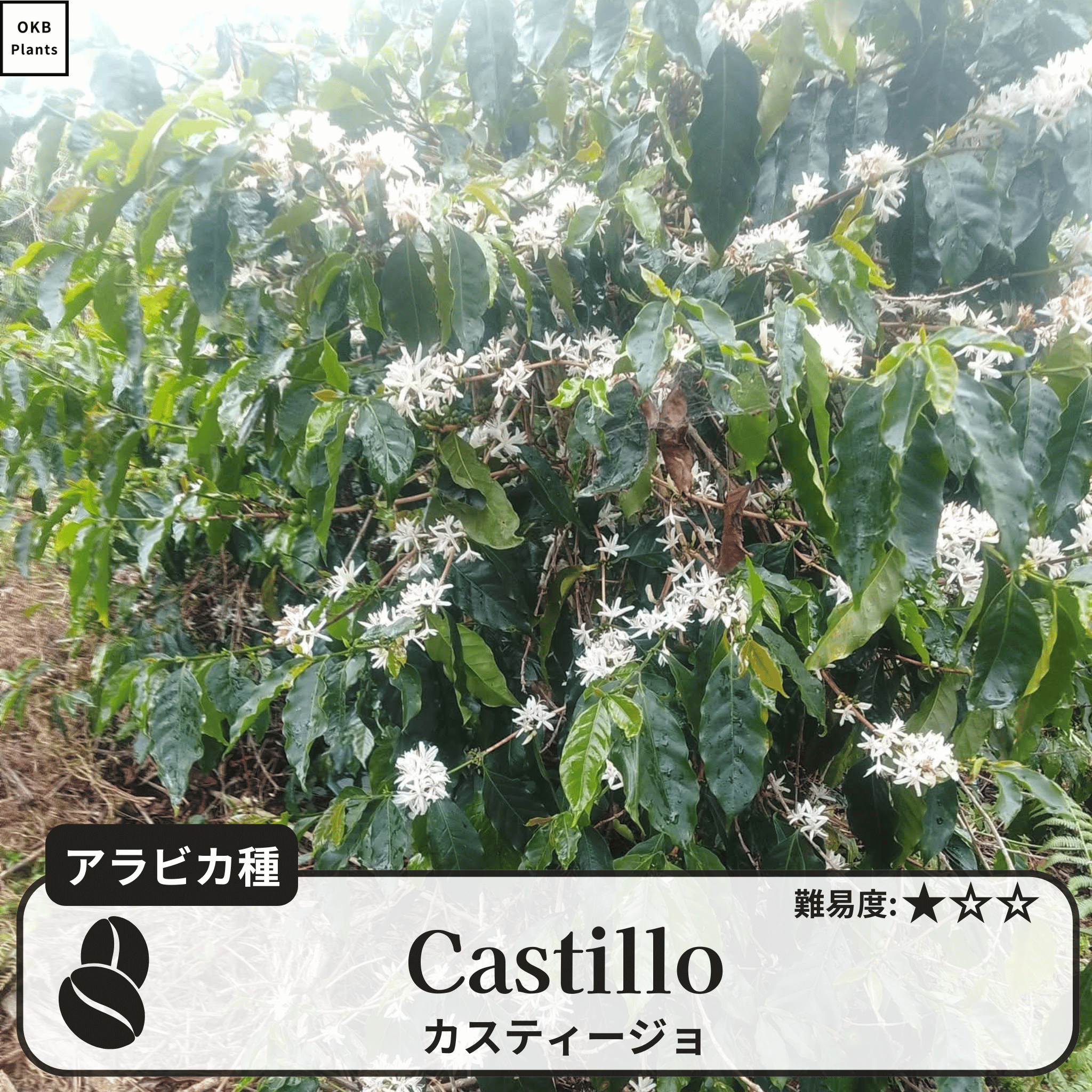 カスティージョ(castillo)の木