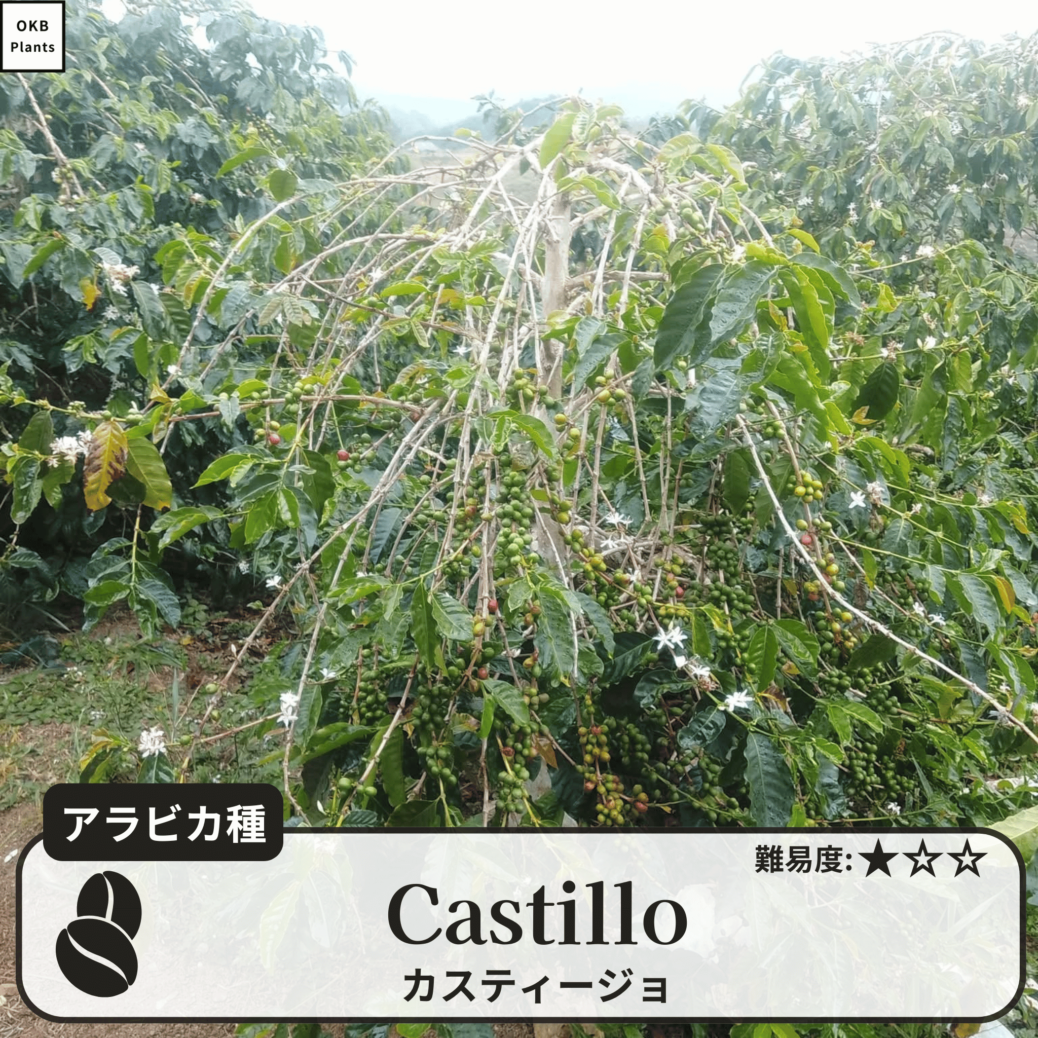 カスティージョ(castillo)の木