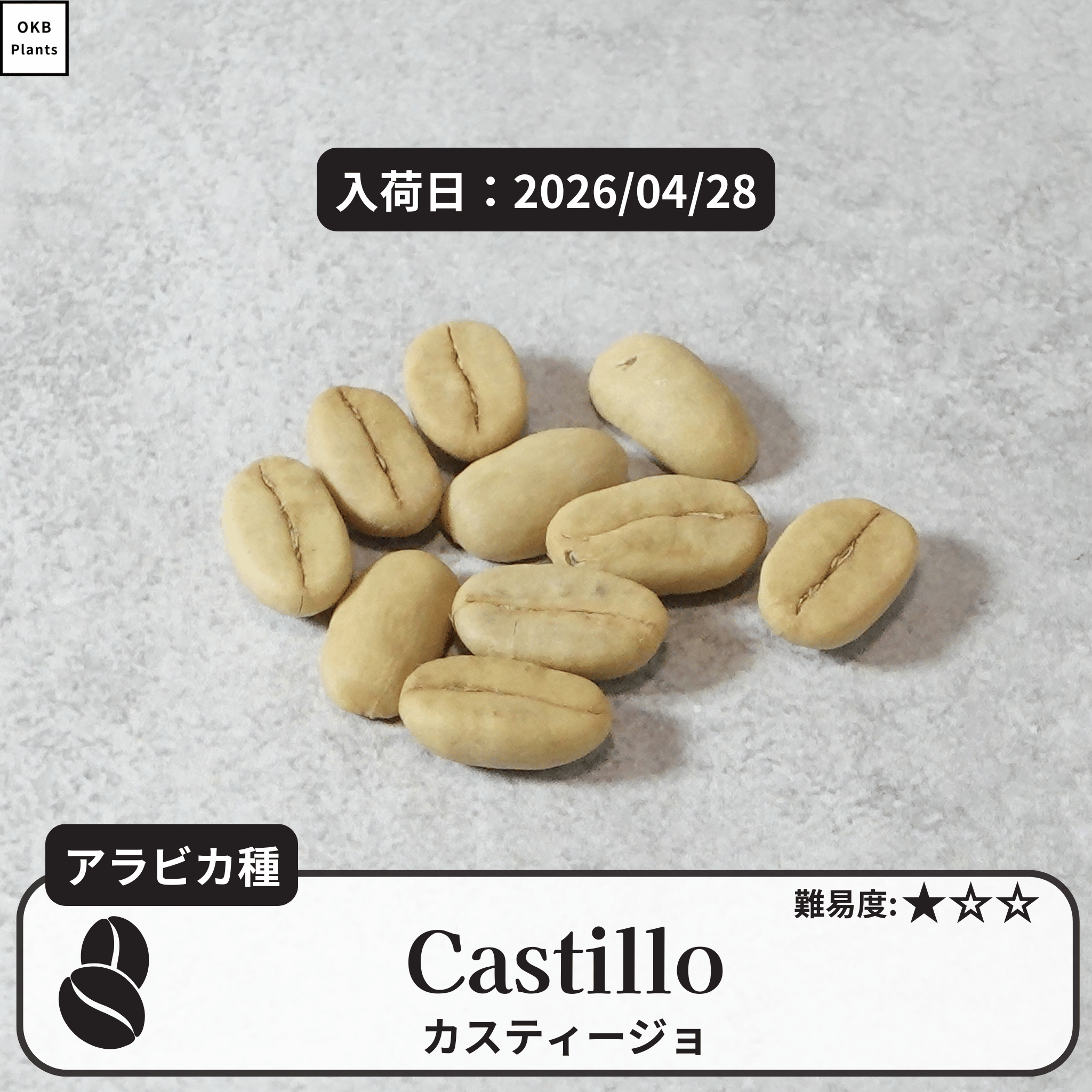 アラビカ種 – OKB Plants アラビカ種 – OKB Plants