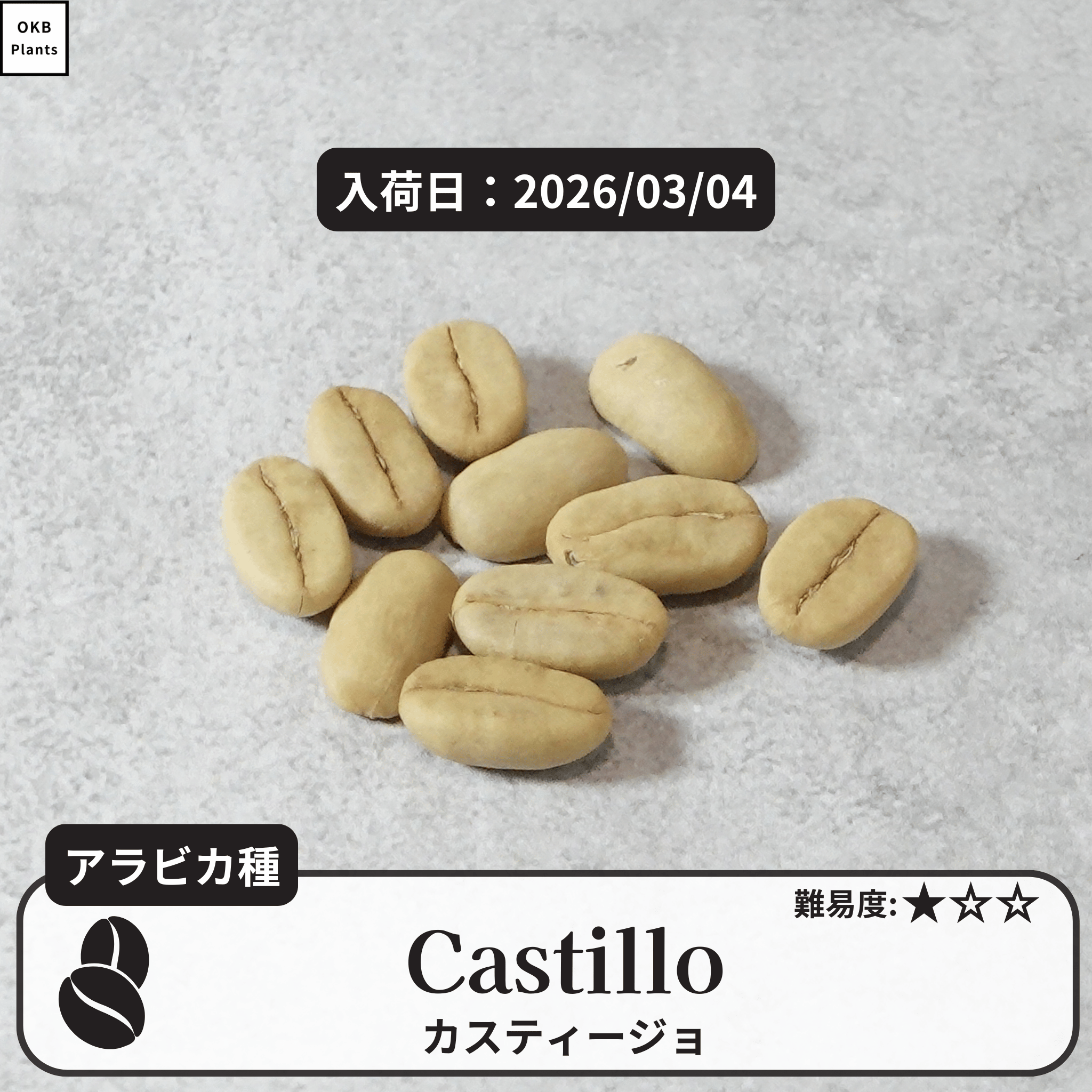 カスティージョ(castillo)の種子