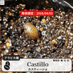 カスティージョ(castillo)の発根確認