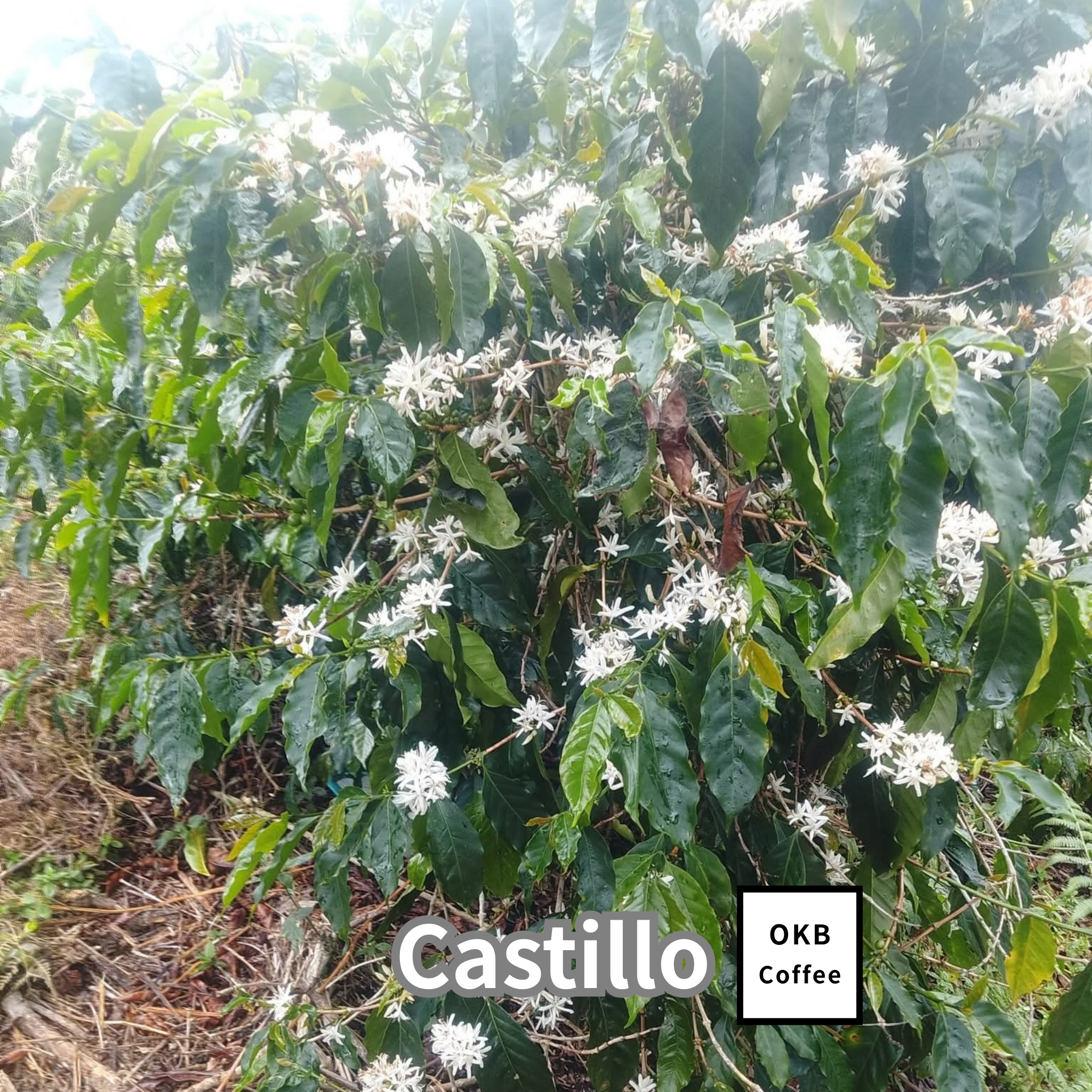 コーヒーの木の種子 カスティージョ品種 10粒