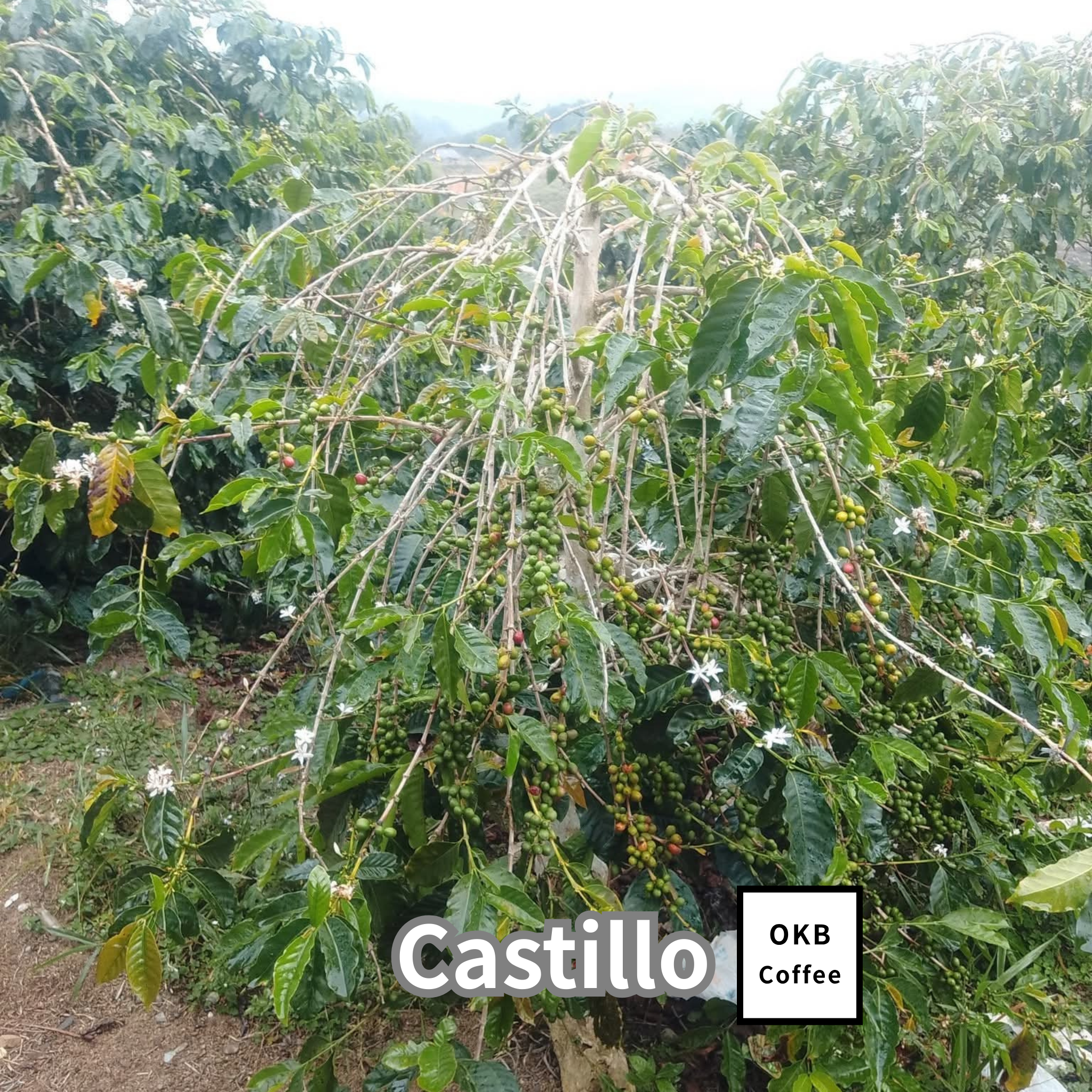 【送料無料】コーヒーの木栽培キット 種子5粒入り