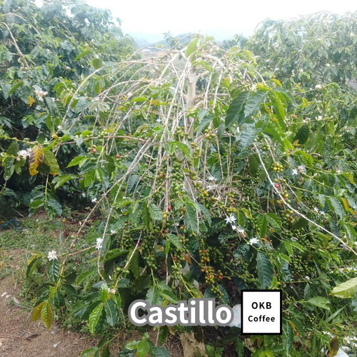 カスティージョ品種 コーヒーの木の種子 10粒