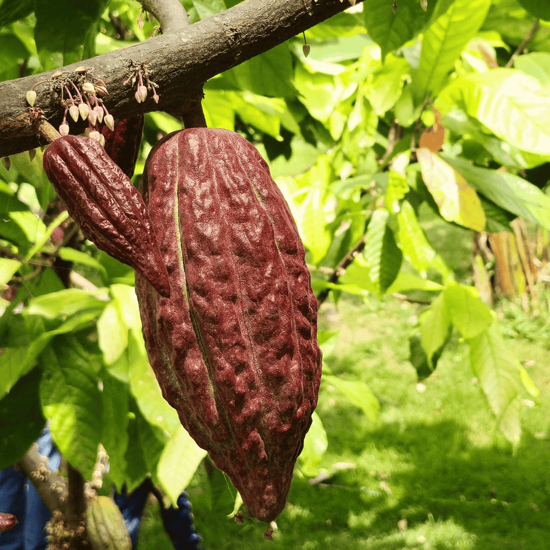 カカオの木の商品イメージ