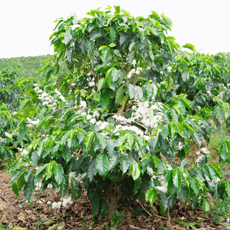 コーヒーの木の商品イメージ