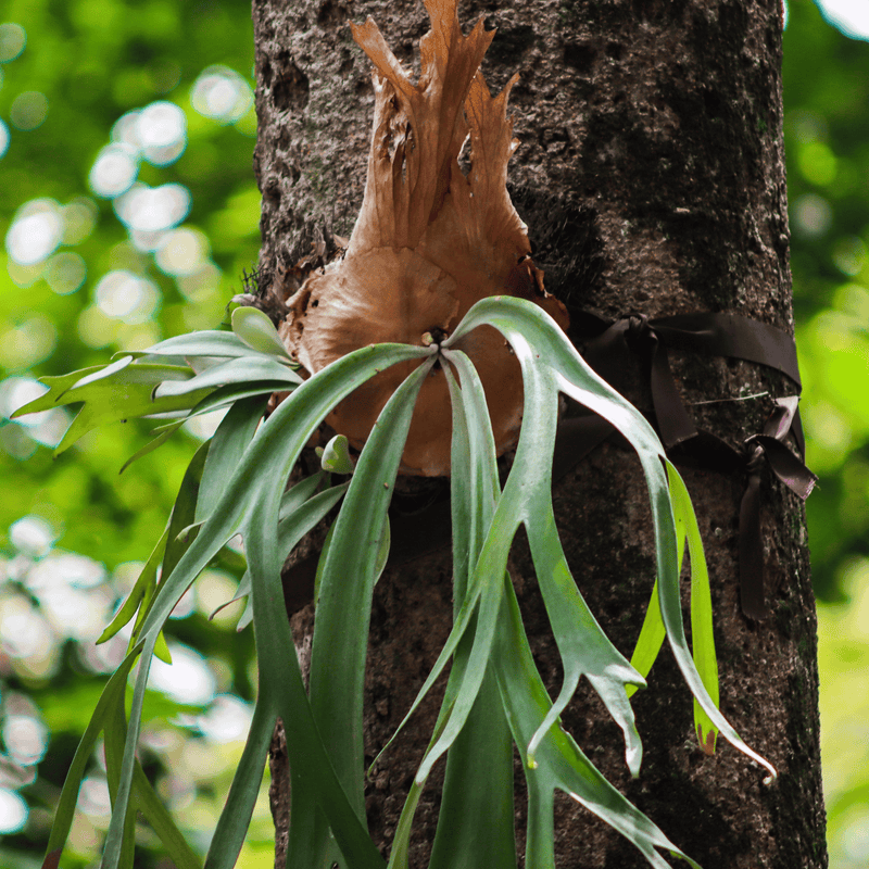 ビカクシダの商品イメージ
