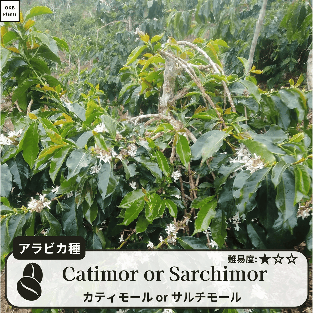 2026年のコーヒーの木の苗木の販売について – OKB Plants