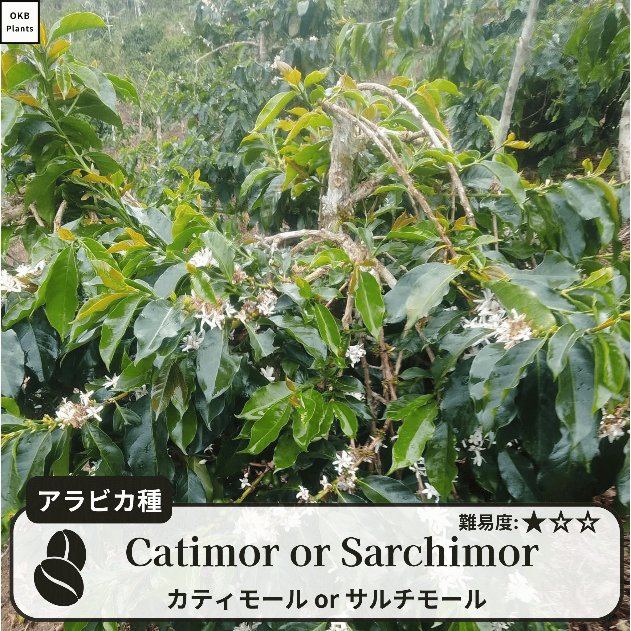 カティモールまたはサルチモール コーヒーの木の種子 10粒