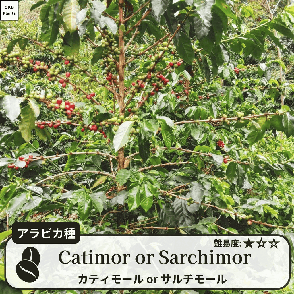 カティモールまたはサルチモール コーヒーの木の種子 10粒
